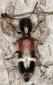 Attēlu rezultāti vaicājumam “Cleridae”