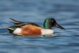 Attēlu rezultāti vaicājumam “Anas clypeata male”