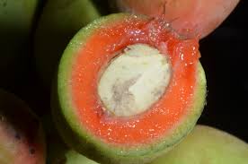 Attēlu rezultāti vaicājumam “Trichophorum alpinum fruit”