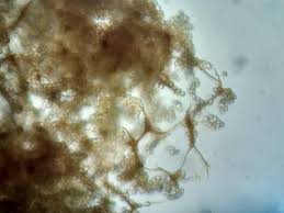 Attēlu rezultāti vaicājumam “Cribraria splendens”