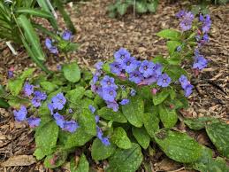 Attēlu rezultāti vaicājumam “Pulmonaria officinalis”