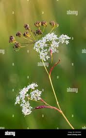 Attēlu rezultāti vaicājumam “Pimpinella saxifraga flower”