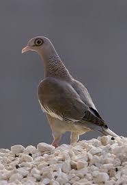 Attēlu rezultāti vaicājumam “Columbiformes”