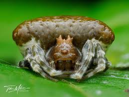 Attēlu rezultāti vaicājumam “Stemonitopsis hyperopta macro”