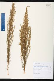 Image result for Artemisia caudata
