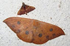 Attēlu rezultāti vaicājumam “Drepanidae”