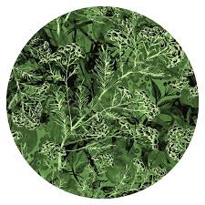 Attēlu rezultāti vaicājumam “Helichrysum arenarium leaf”