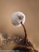 Attēlu rezultāti vaicājumam “Didymium verrucisporum”