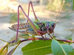 Attēlu rezultāti vaicājumam “Decticus verrucivorus”