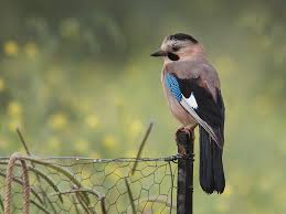 Attēlu rezultāti vaicājumam “Garrulus glandarius”