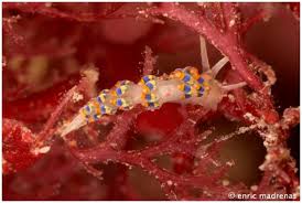 Attēlu rezultāti vaicājumam “Trichia contorta sessile”