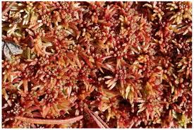 Attēlu rezultāti vaicājumam “Sphagnum balticum”