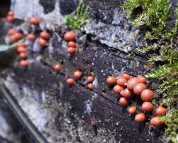 Attēlu rezultāti vaicājumam “Lycogala ustulatum macro”