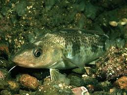 Image result for Gadus morhua