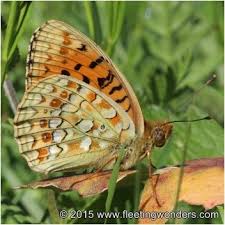 Attēlu rezultāti vaicājumam “Argynnis niobe”