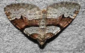 Attēlu rezultāti vaicājumam “Xanthorhoe designata”