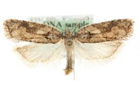 Attēlu rezultāti vaicājumam “Acleris bergmanniana”