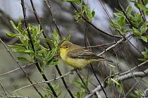 Attēlu rezultāti vaicājumam “Hippolais icterina adult”