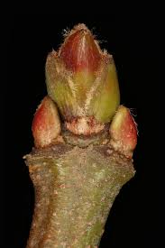 Attēlu rezultāti vaicājumam “Acer saccharinum bud”