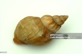 Image result for Buccinum undatum