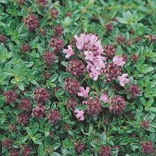 Attēlu rezultāti vaicājumam “Thymus serpyllum flower”