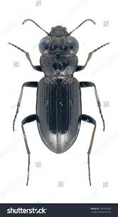 Attēlu rezultāti vaicājumam “Notiophilus palustris”