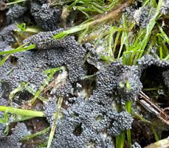 Attēlu rezultāti vaicājumam “Diderma cingulatum”