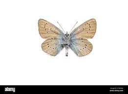 Attēlu rezultāti vaicājumam “Cyaniris semiargus underside”