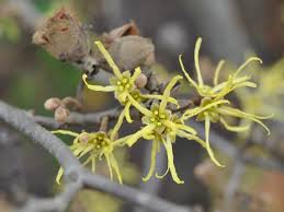 Attēlu rezultāti vaicājumam “Hamamelis virginiana”