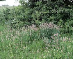 Image result for Onobrychis viciifolia