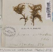 Attēlu rezultāti vaicājumam “Hylocomiastrum umbratum”