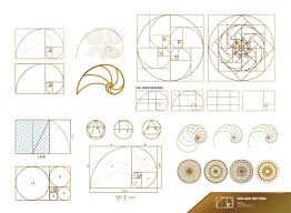 Image result for numero aureo