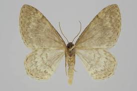 Attēlu rezultāti vaicājumam “Hydrelia sylvata”