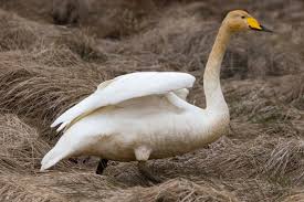 Attēlu rezultāti vaicājumam “Cygnus cygnus juvenile”