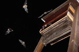 Attēlu rezultāti vaicājumam “Pipistrellus pygmaeus”