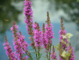 Image result for Blutweiderich