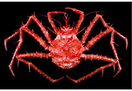 Image result for Lithodes maja