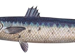 Image result for Sphyraena barracuda
