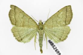 Attēlu rezultāti vaicājumam “Herminia tarsicrinalis”