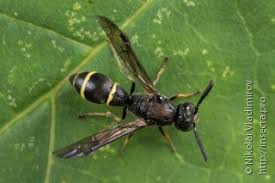 Attēlu rezultāti vaicājumam “Eumenidae”