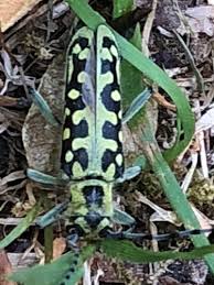 Attēlu rezultāti vaicājumam “Saperda scalaris”