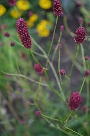 Image result for Sanguisorba officinalis