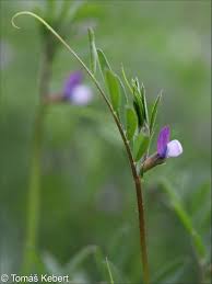 Attēlu rezultāti vaicājumam “Vicia lathyroides”