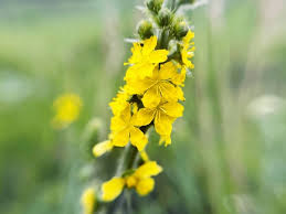 Attēlu rezultāti vaicājumam “Agrimonia eupatoria flower”