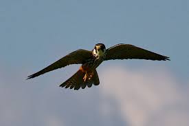 Attēlu rezultāti vaicājumam “Falco subbuteo”