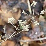 Attēlu rezultāti vaicājumam “Torilis japonica fruit”