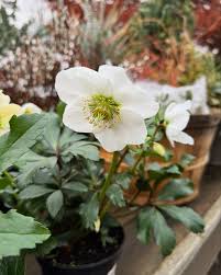 Attēlu rezultāti vaicājumam “Helleborus niger”