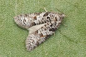 Attēlu rezultāti vaicājumam “Eana incanana”