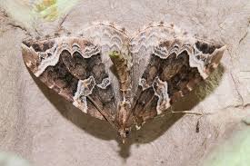 Attēlu rezultāti vaicājumam “Eulithis prunata”