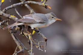 Image result for Hippolais olivetorum